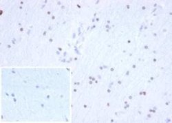 Olig2 Rabbit anti-Human, Clone: OLIG2/6695R, Novus Biologicals 100 &mu;g | Buy Online | Novus Biologicals | Fisher Scientific